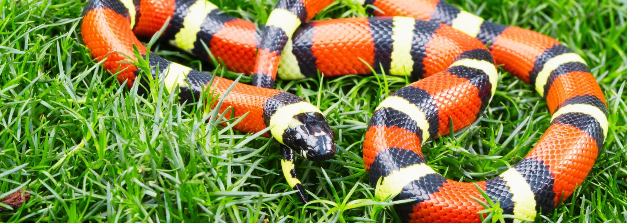 Cobras (1).png