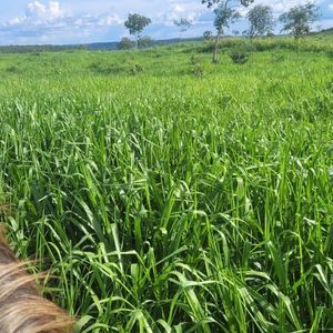 Fazenda de 203 alqueires em Nova Acordo-TO