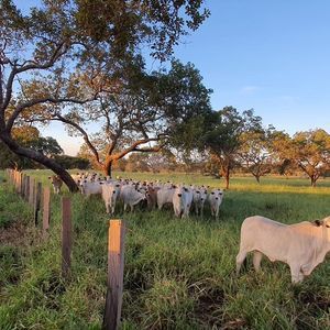 Fazendinha extra de 45 alqueires pertinho de Palmas a venda
