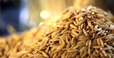 Arroz brasileiro: exportação é o foco das atividades do projeto Brazilian Rice