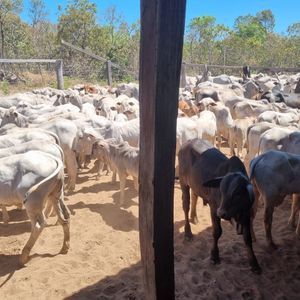 Fazenda agrícola à venda em Santa Maria do Tocantins