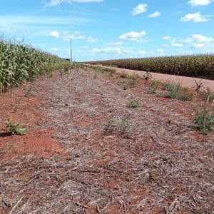 Fazenda agrícola de 605 alqueires a venda em Pedro Afonso-TO