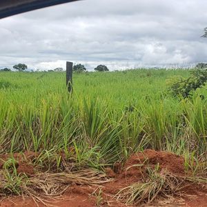 Fazenda de 250 alqueires à venda na Lagoa do Tocantins