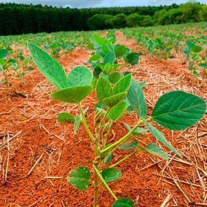 190 ha de terra argilosa - fazenda alegrete soja