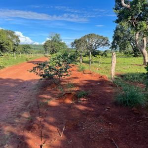 Fazenda à venda em Miranorte-TO