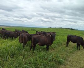 fazenda-bela-vista-imagem