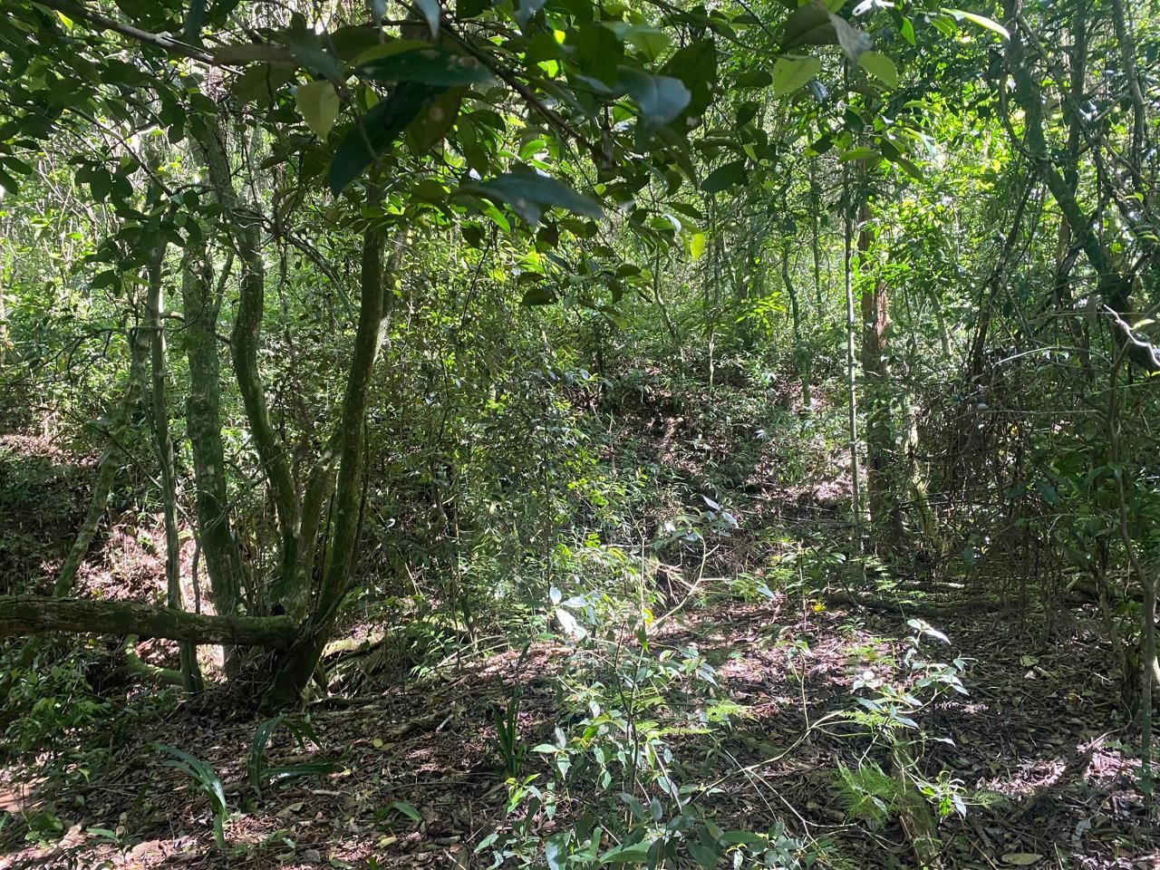 Excelente terreno! — foto 21