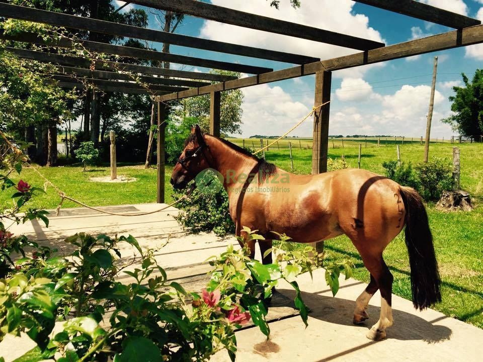 Fazenda para alugar com 4 quartos, 40000m² - Foto 3