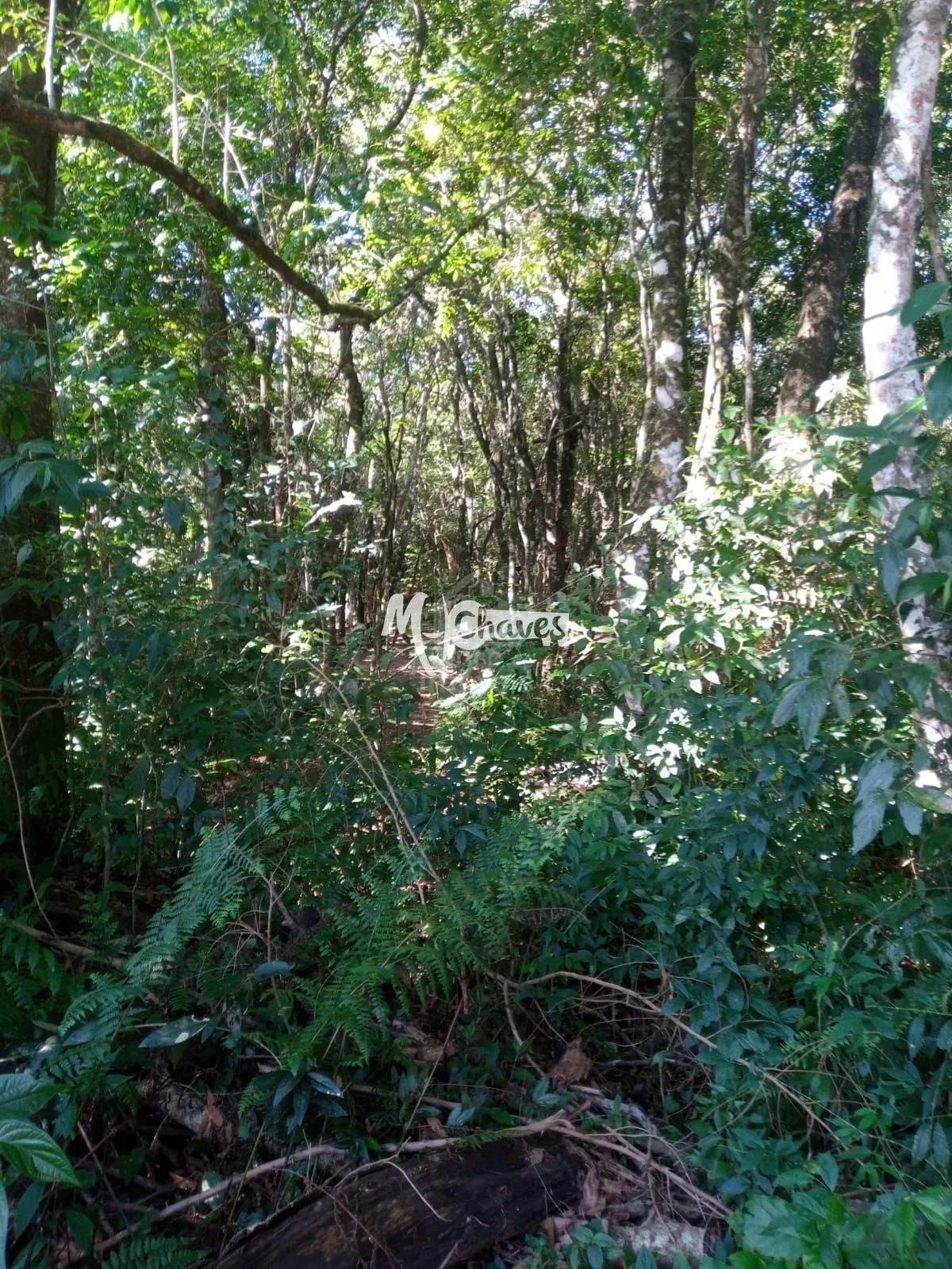 Chácara, 3 quartos, 3 hectares - Foto 33