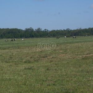 240 hectares em Palmares do Sul-RS
