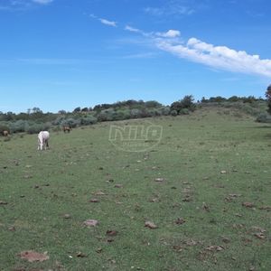 Área para pecuária.