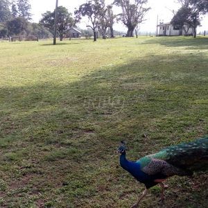 Fazenda top em Venâncio Aires - RS