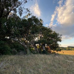 240 hectares em Palmares do Sul-RS