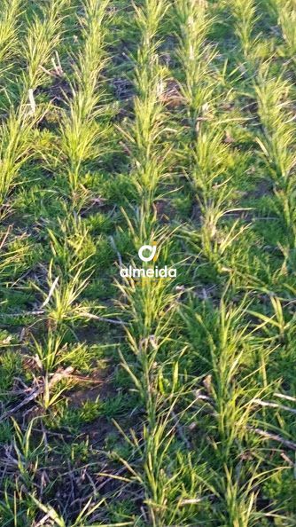 Loteamento e Condomínio, 1500 hectares - Foto 13