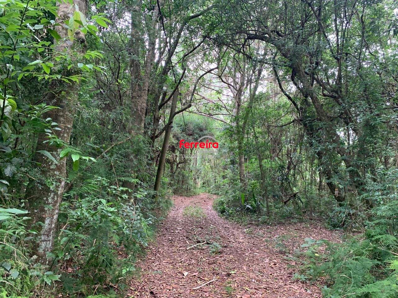 Sítio, 3 quartos, à venda, 500 m², Águas Claras - Viamão — foto 4