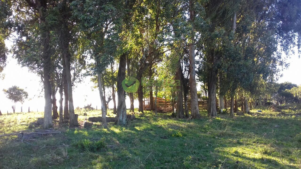 Fazenda à venda com 4 quartos, 45000m² - Foto 11