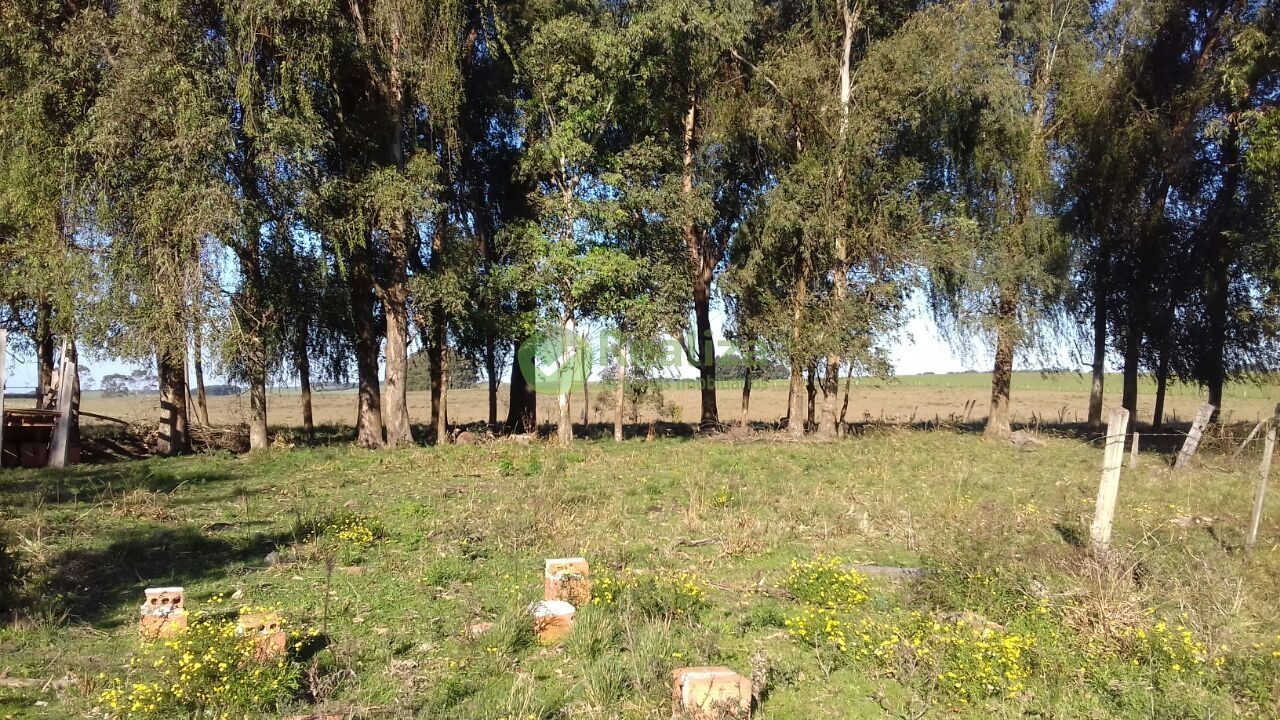 Sítio, 4 quartos, 5 hectares - Foto 9