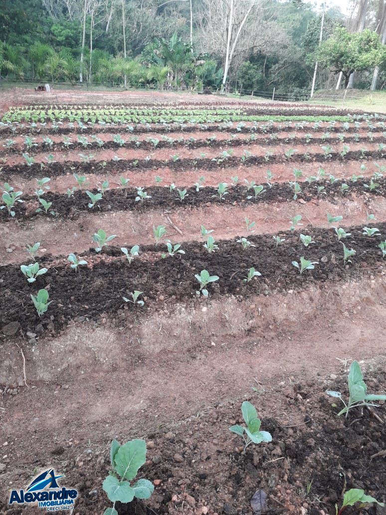 Fazenda à venda com 3 quartos, 15000m² - Foto 19