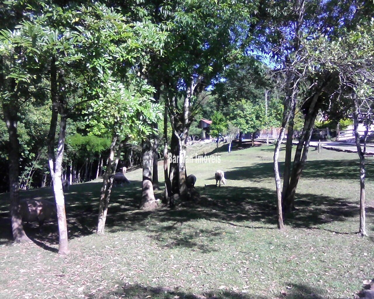 Terreno, 6 hectares - Foto 6