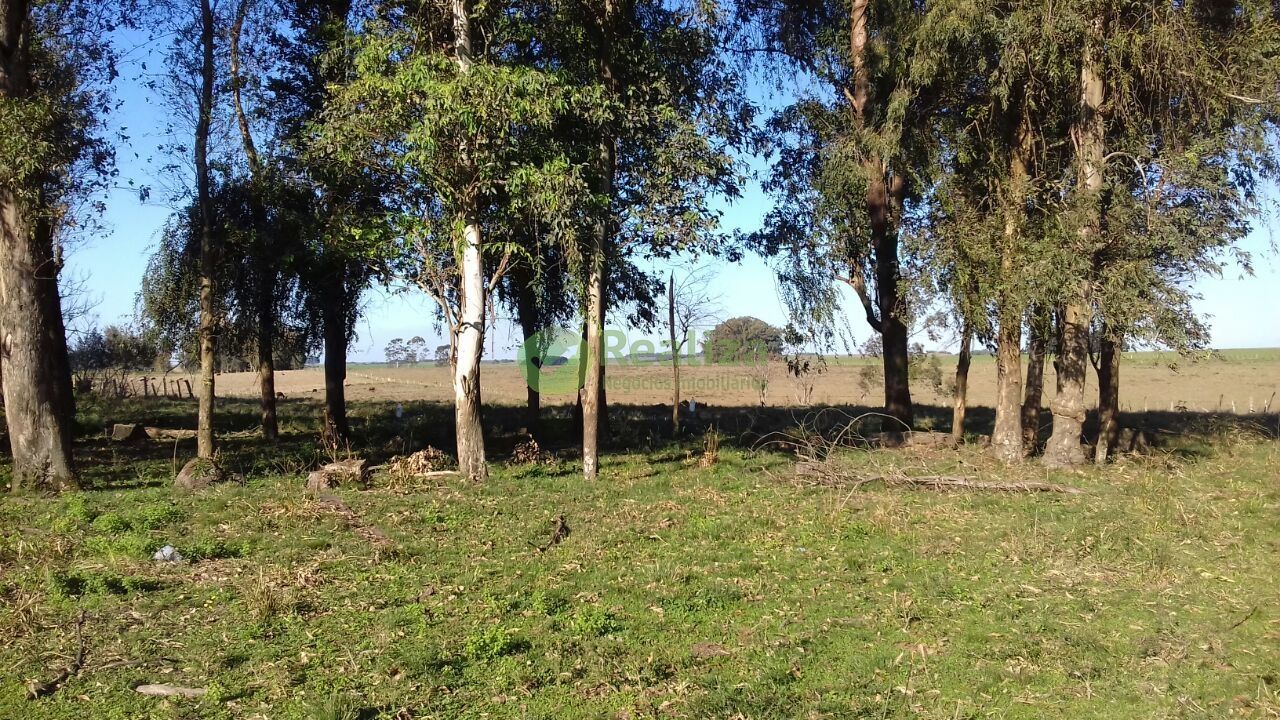 Sítio, 4 quartos, 5 hectares - Foto 15