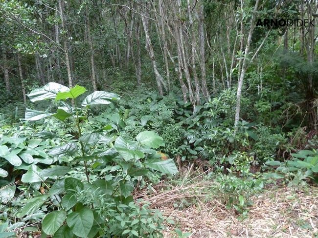 Terreno, 17 hectares - Foto 28