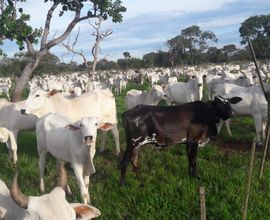fazenda-santo-antonio-do-leste-imagem
