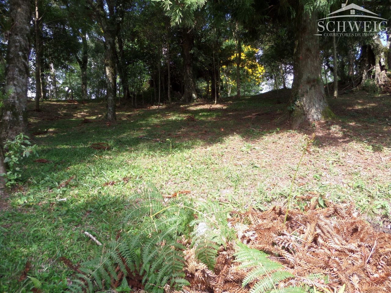 Terreno, 4567 m² - Foto 8