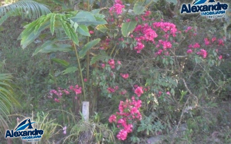 Fazenda à venda com 3 quartos, 280000000m² - Foto 14