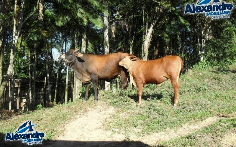 Fazenda à venda com 3 quartos, 280000000m² - Foto 29