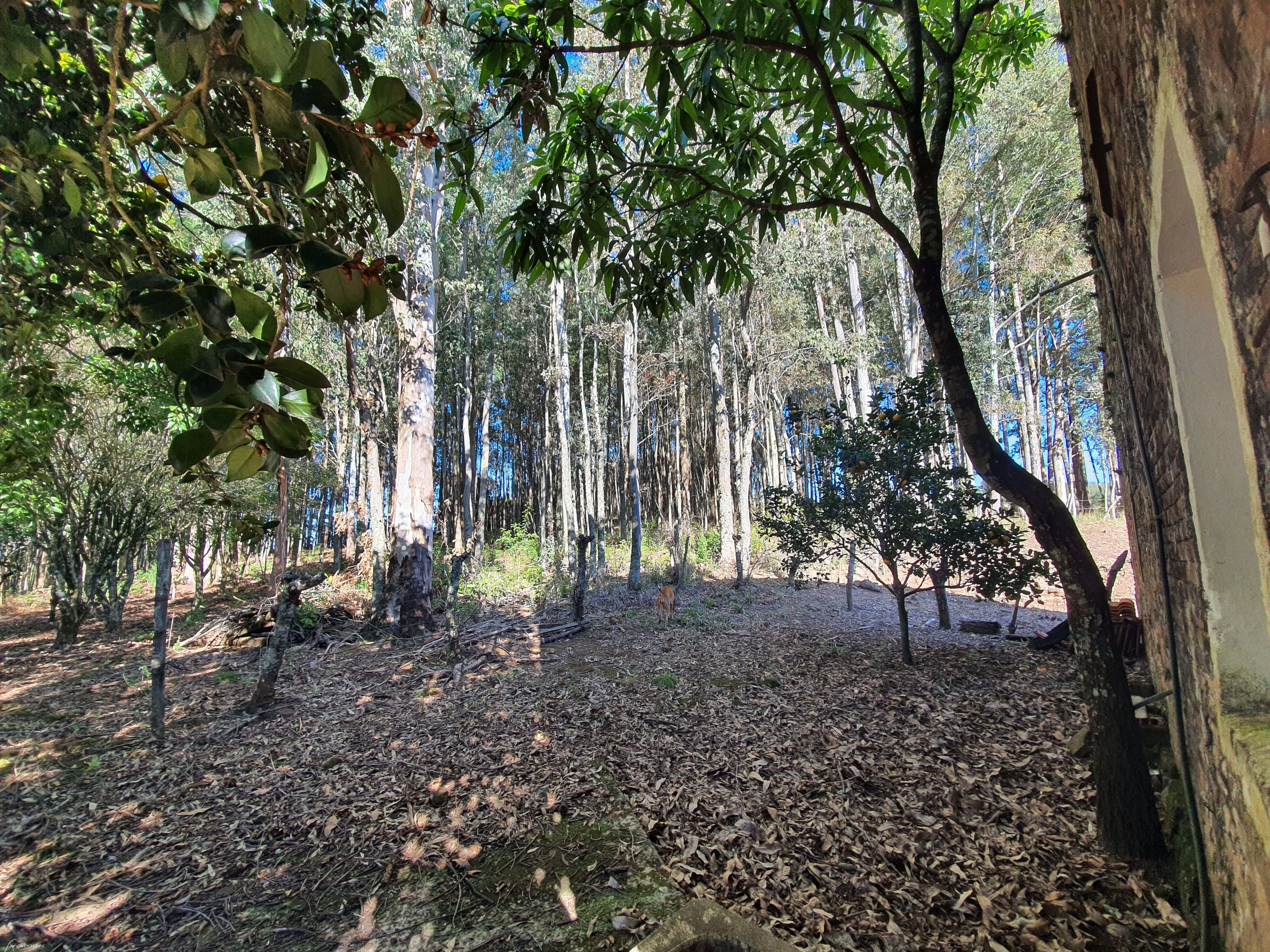 Chácara à venda com 2 quartos, 3000000000m² - Foto 9