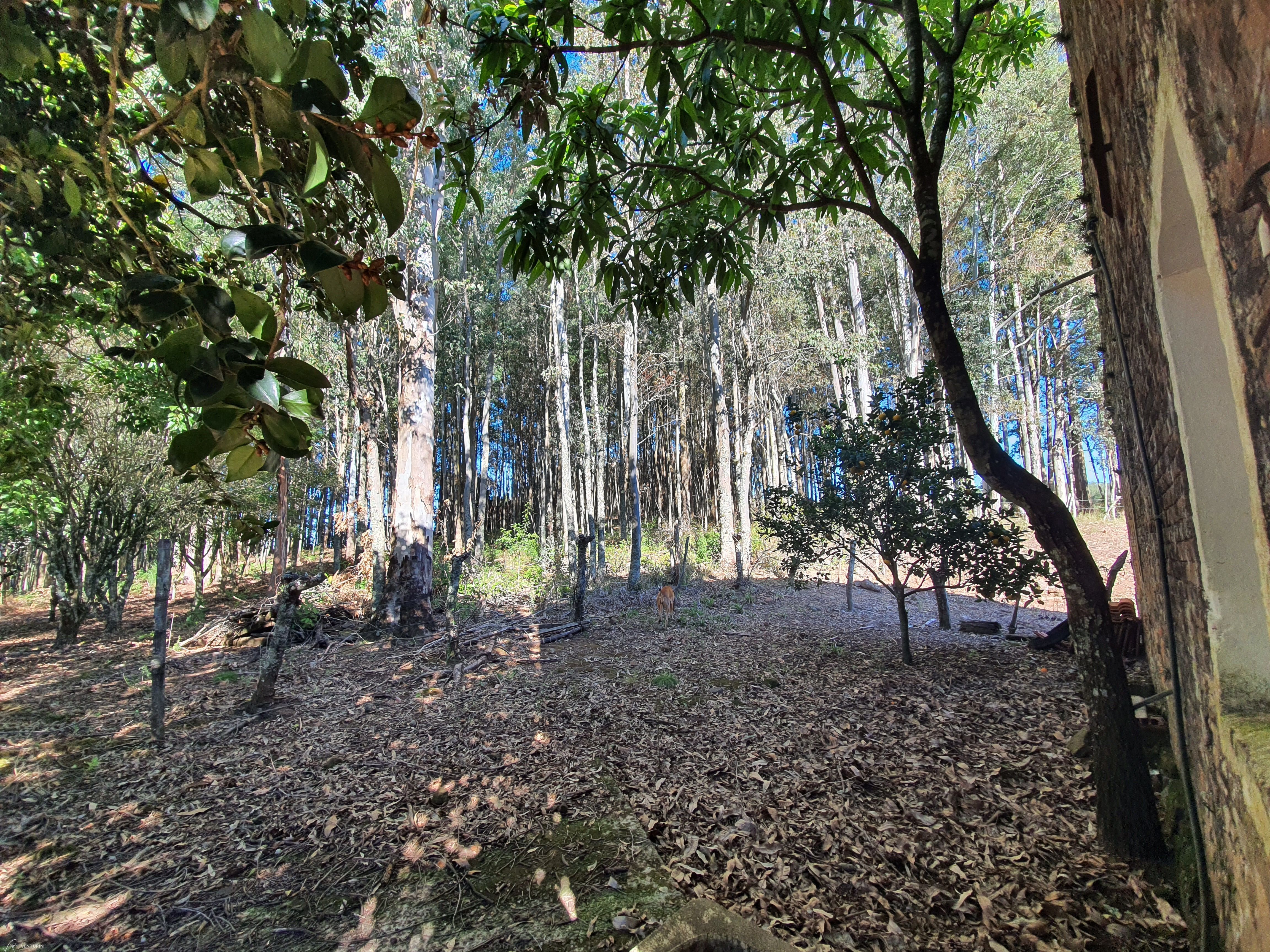 Fazenda à venda com 2 quartos, 3000000000m² - Foto 9