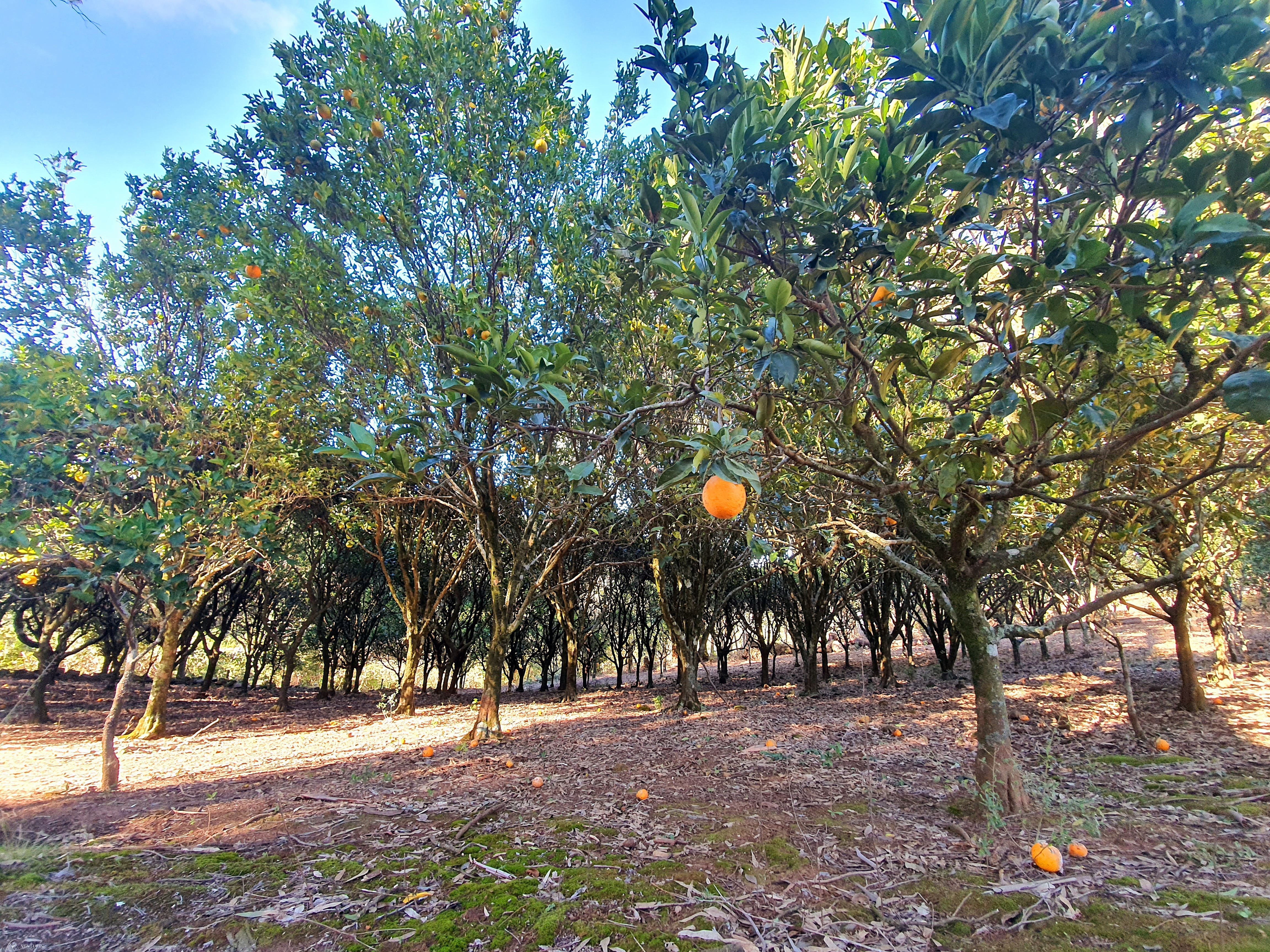 Fazenda à venda com 2 quartos, 3000000000m² - Foto 14