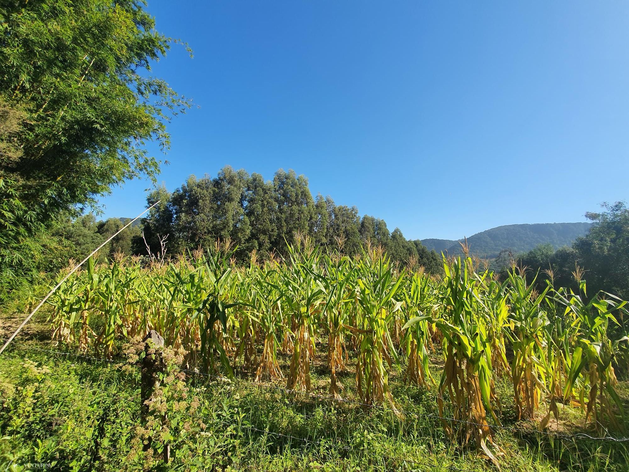 Fazenda à venda com 3 quartos, 308000000m² - Foto 11