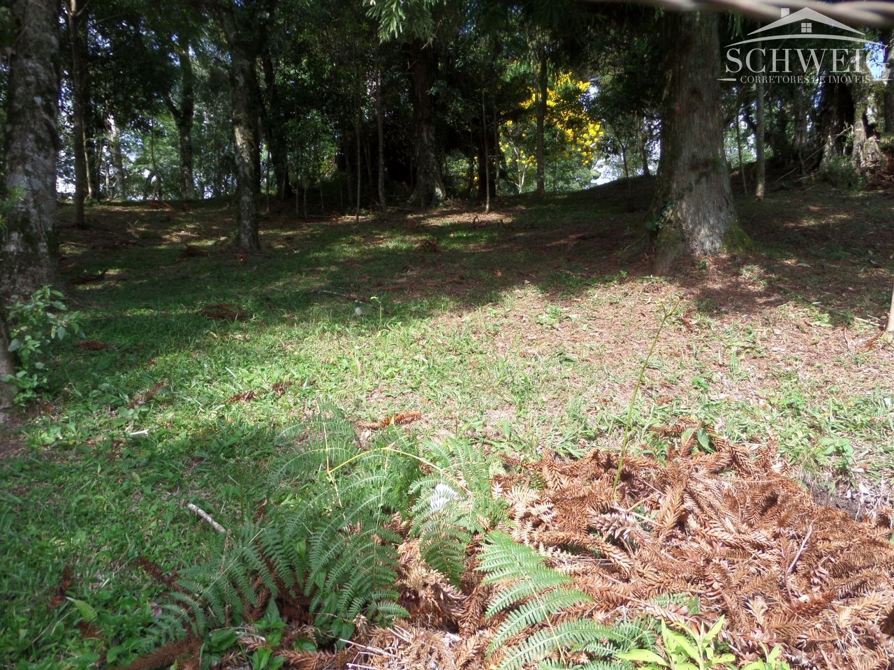 Terreno, 4567 m² - Foto 6