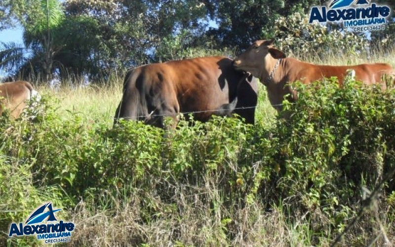 Fazenda à venda com 3 quartos, 280000000m² - Foto 28