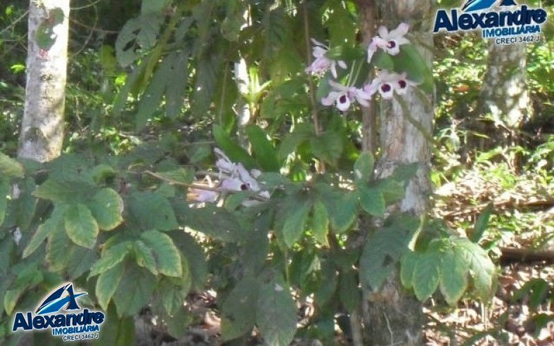 Fazenda à venda com 3 quartos, 280000000m² - Foto 15