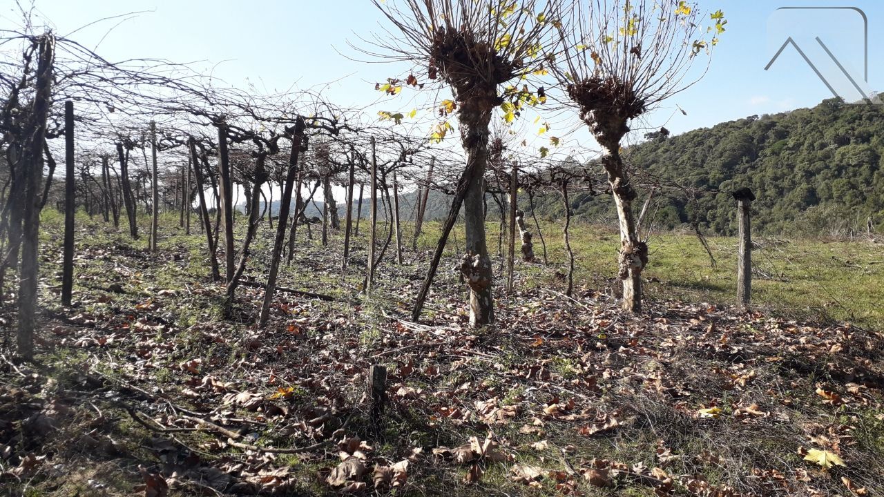 Fazenda à venda, 20000m² - Foto 4