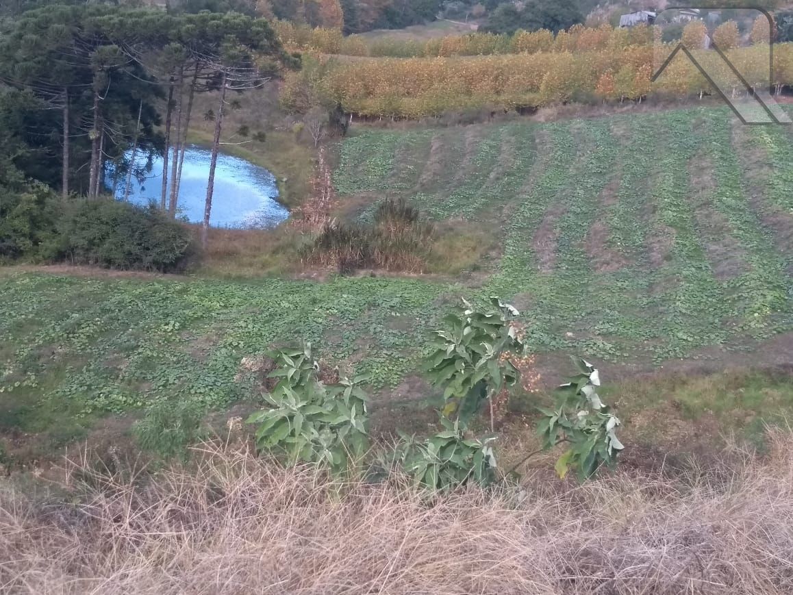 Sítio à venda, 20000m² - Foto 4