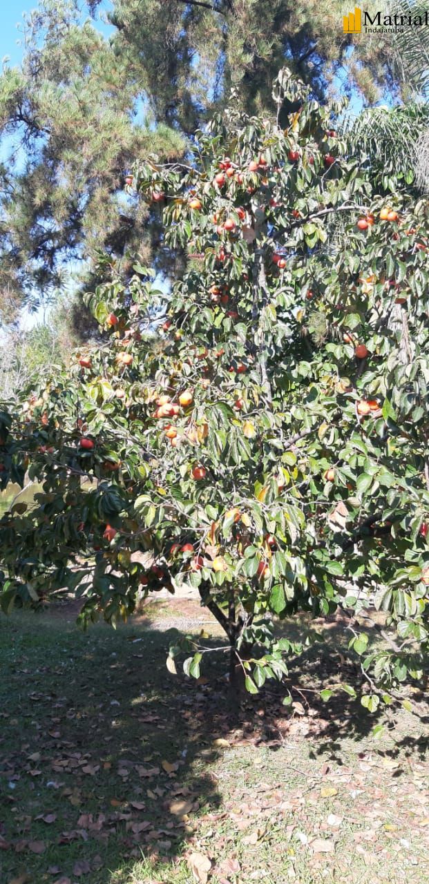 Chácara, 4 quartos, 12 hectares - Foto 20