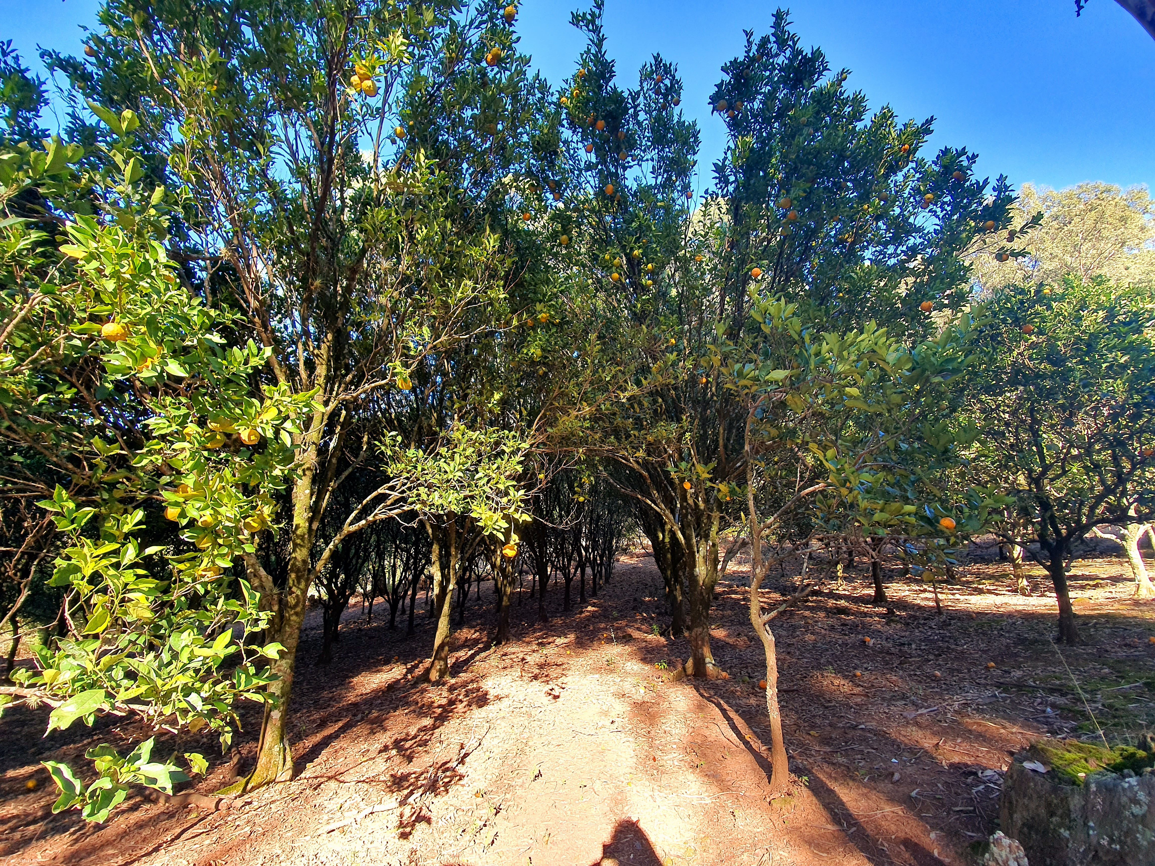 Fazenda à venda com 2 quartos, 3000000000m² - Foto 15