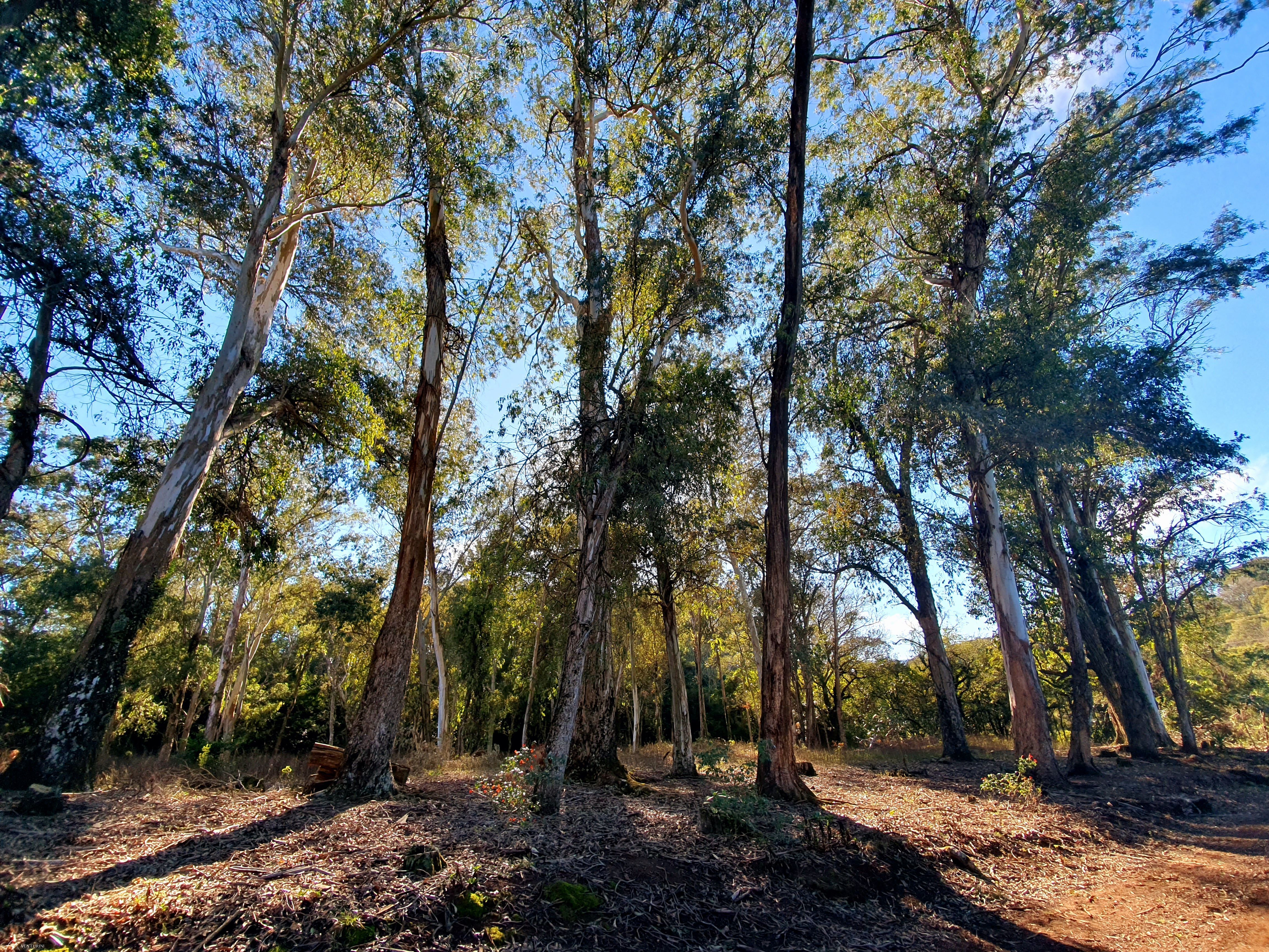 Chácara à venda com 2 quartos, 3000000000m² - Foto 13