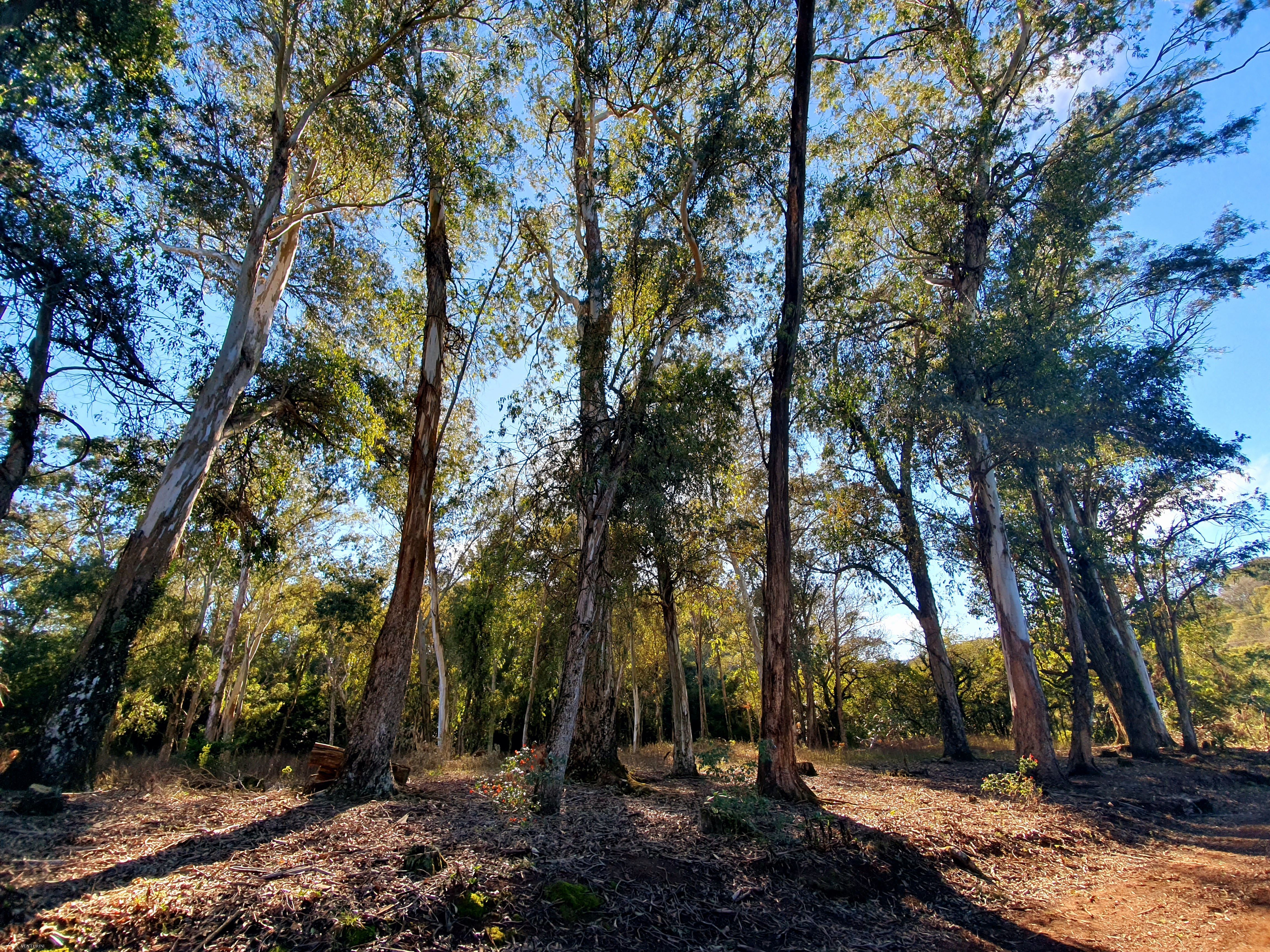 Fazenda à venda com 2 quartos, 3000000000m² - Foto 13