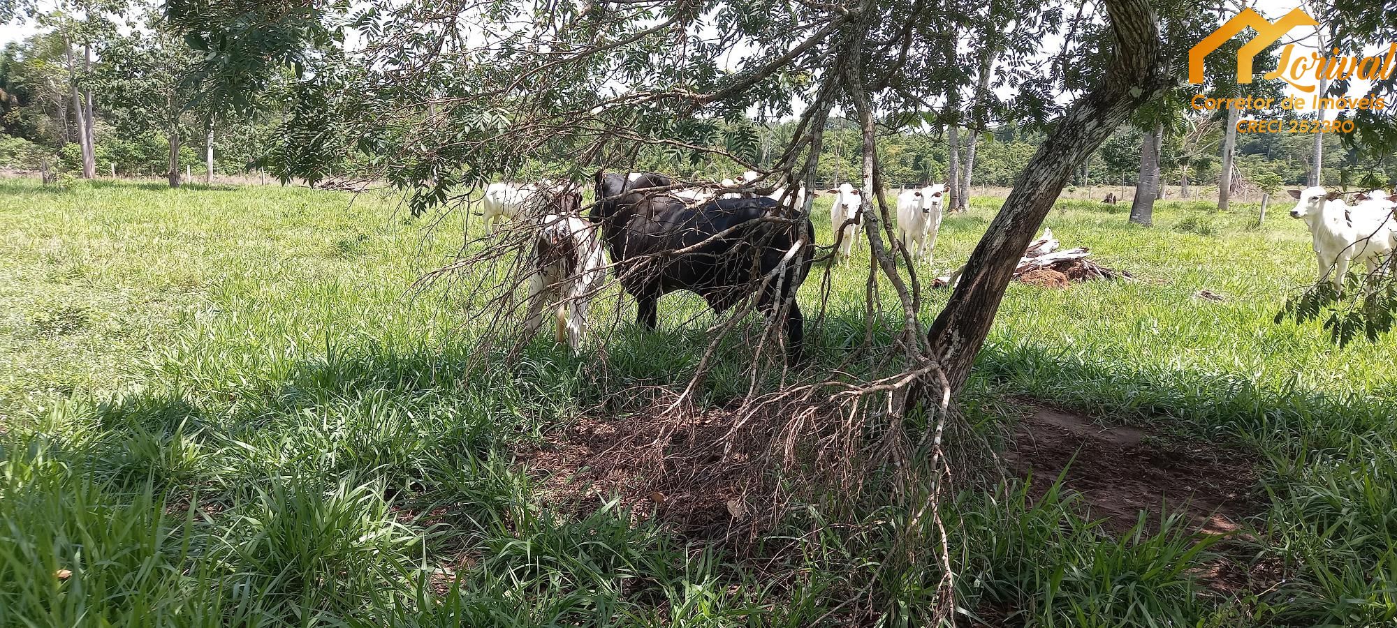 Sítio, 3 quartos, 242000 hectares - Foto 35