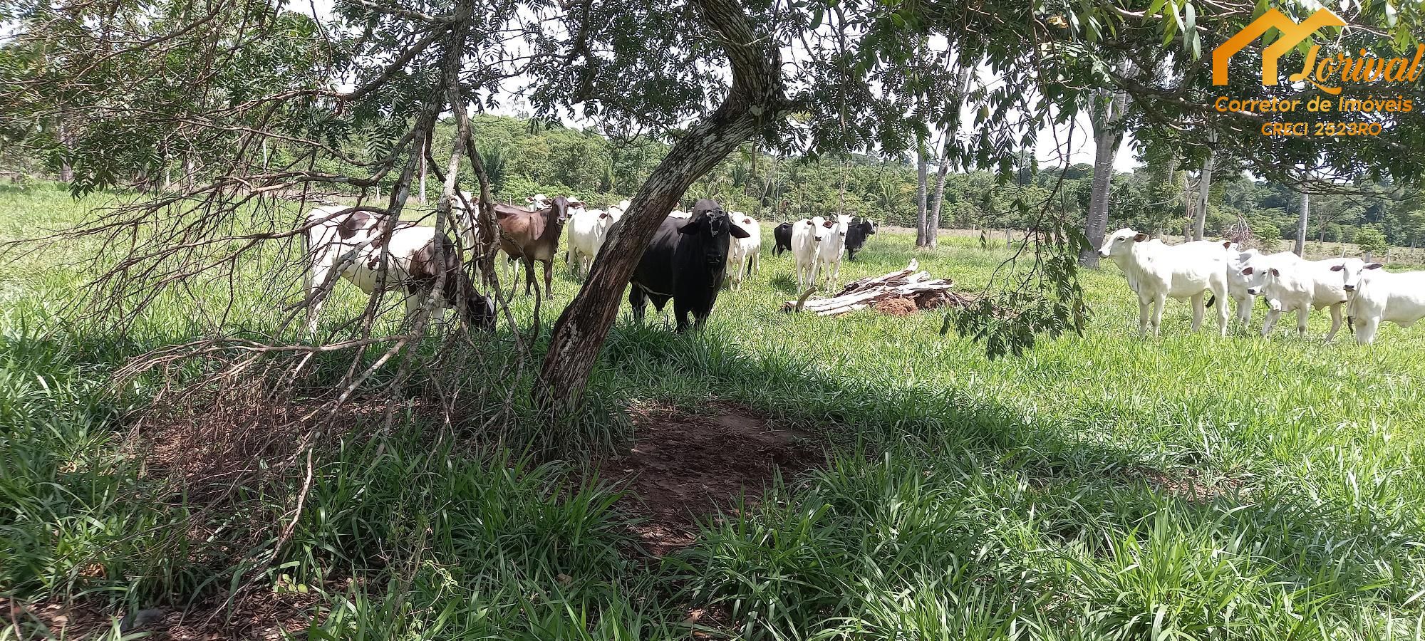 Sítio, 3 quartos, 242000 hectares - Foto 36