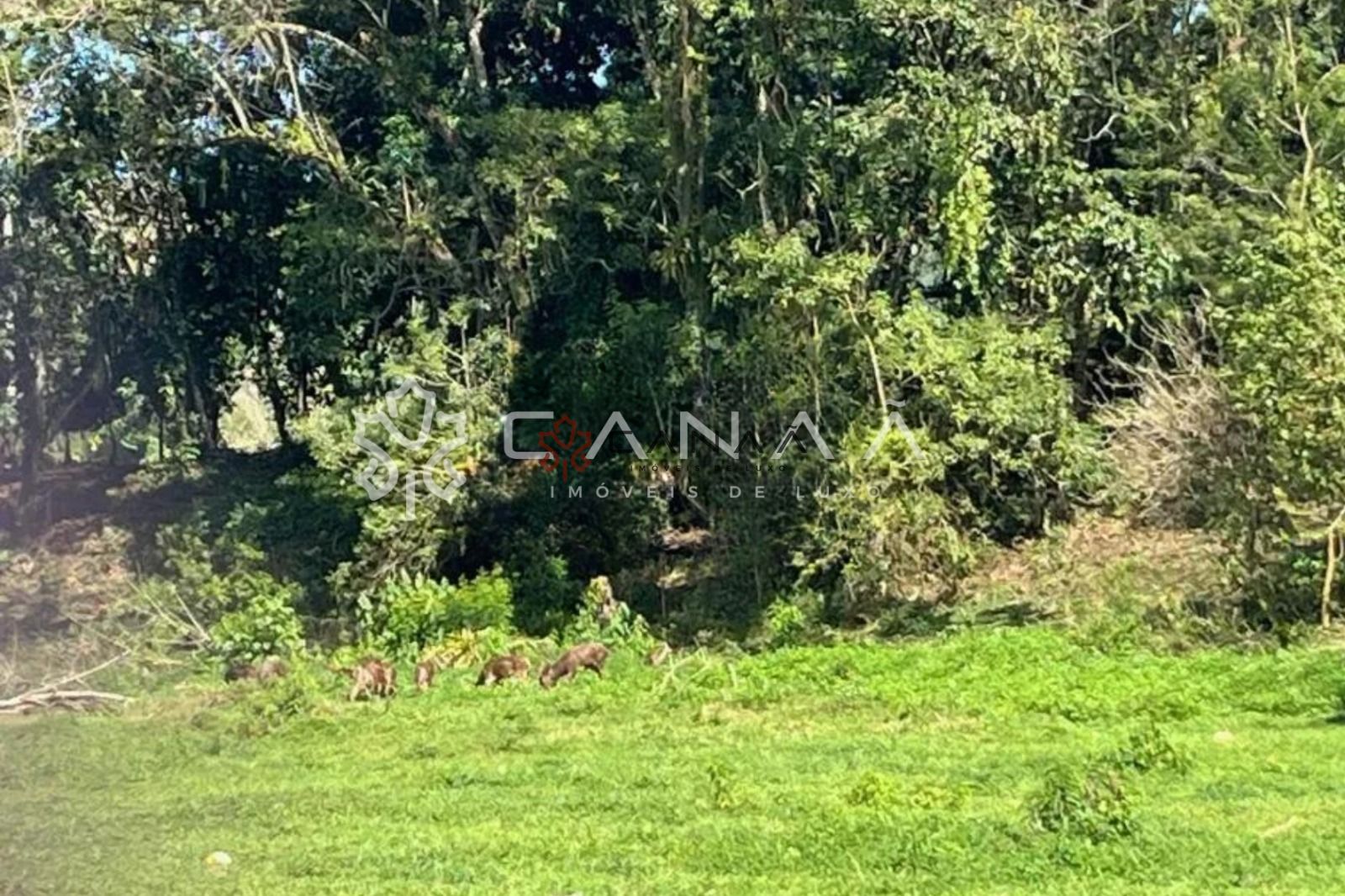 Terreno, 4215 m² - Foto 4