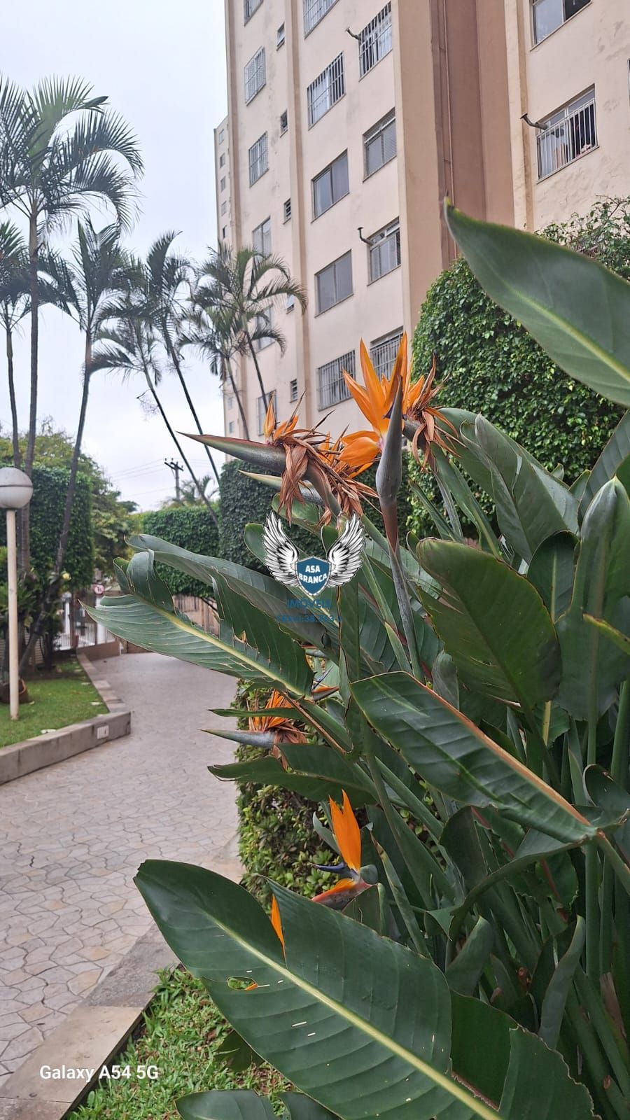 Apartamento na vila maria com 02 dormitórios e 01 vaga de garagem ( venda ou loc