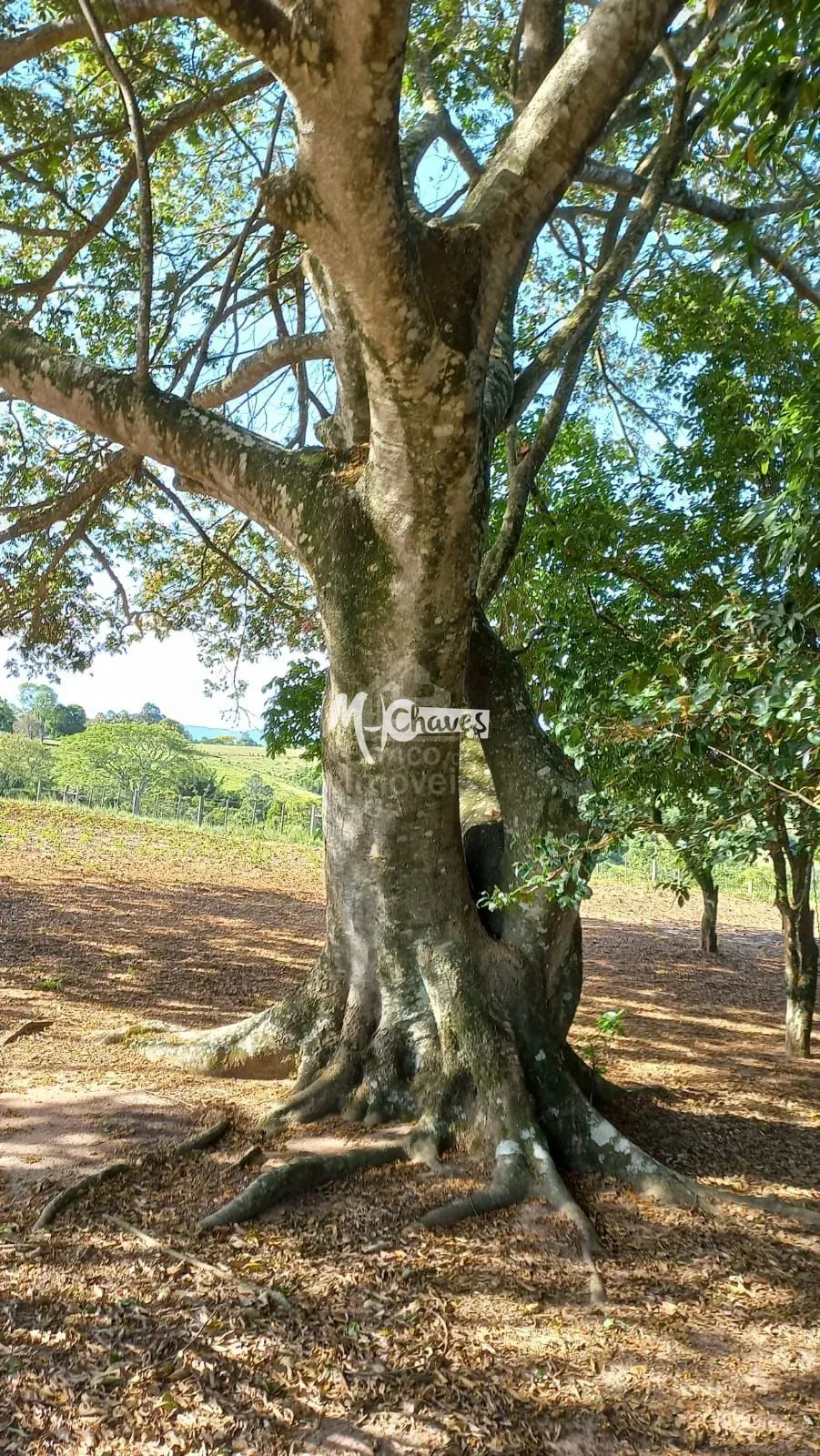 Sítio, 3 quartos, 3 hectares - Foto 1