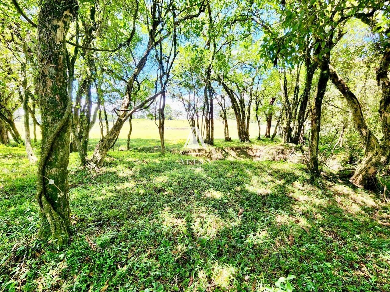 Fazenda à venda com 2 quartos, 450000000m² - Foto 13