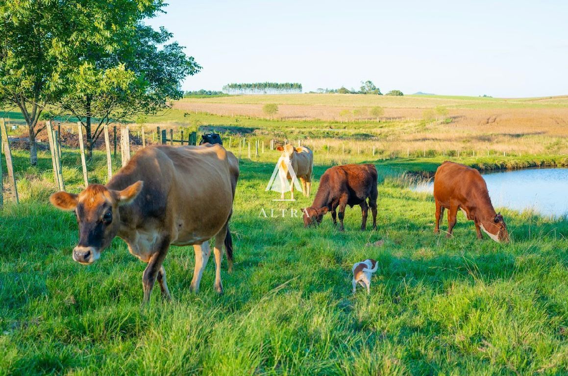 Fazenda à venda com 3 quartos, 50000m² - Foto 8