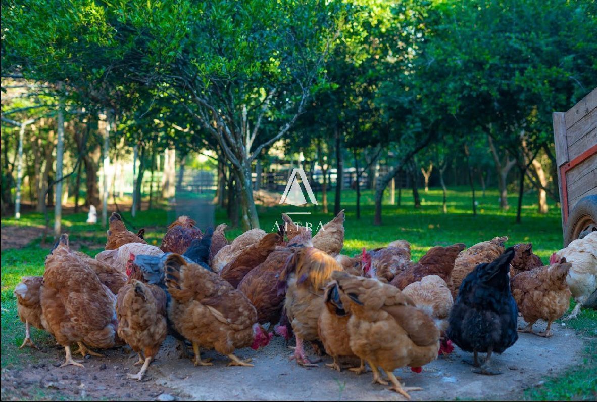 Fazenda à venda com 3 quartos, 50000m² - Foto 12